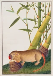Bamboerat, Decan, uit Tekeningen van Dieren, Insecten en Reptielen uit Malakka, ca. 1805-18